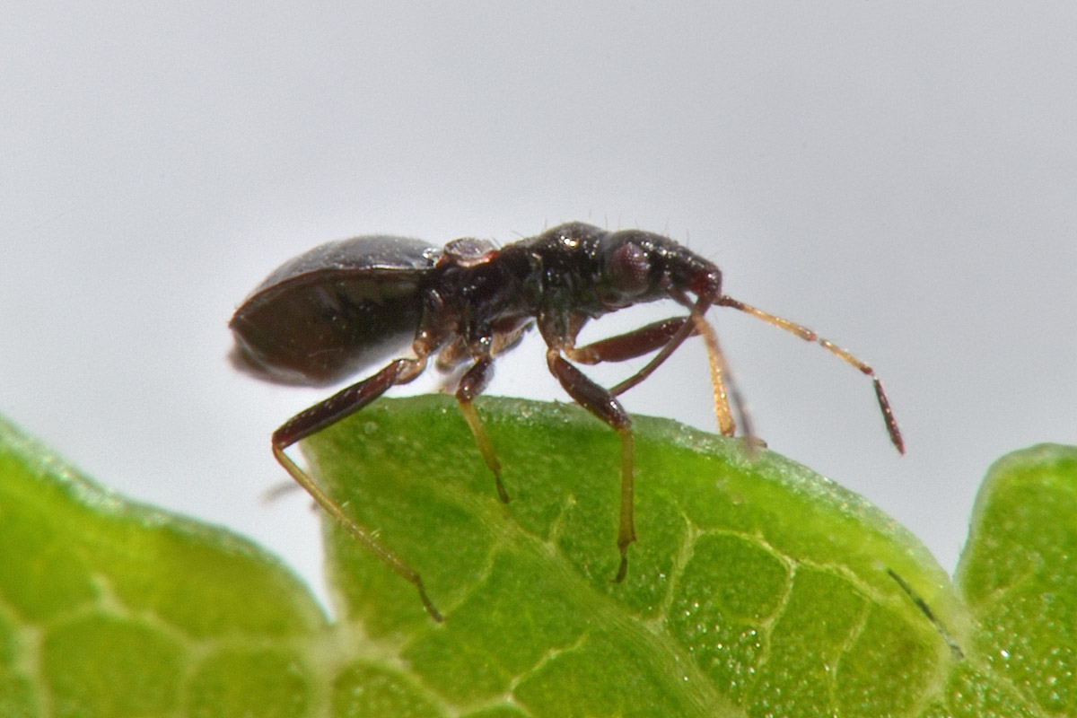 Microphysidae? S, Loricula freyi, femmina e maschio (adulto e ninfa) dell''Abruzzo